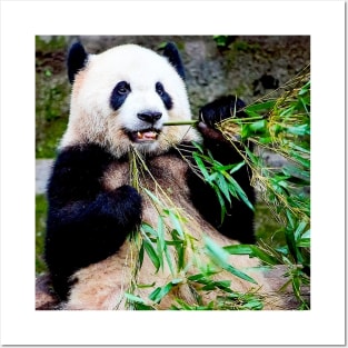 Giant Panda at Chongquing Zoo China Photograph Print Posters and Art